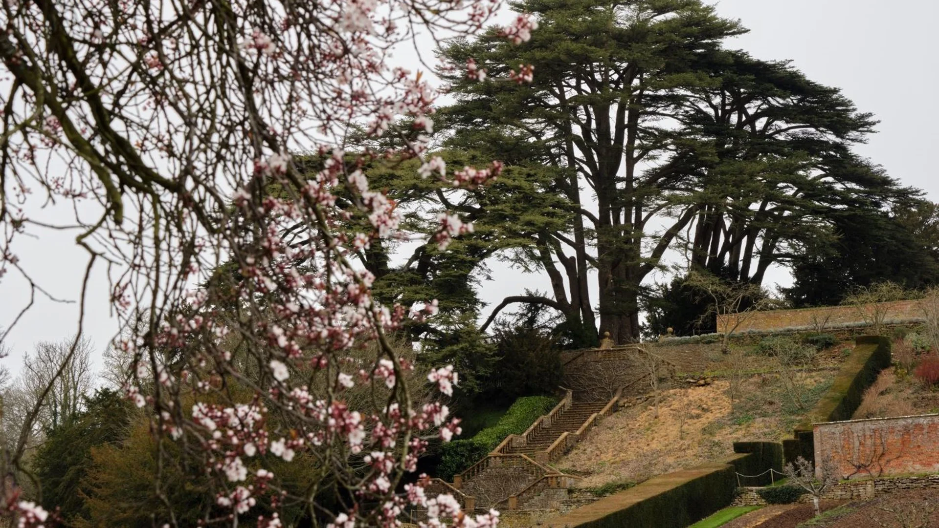 Beautiful tree in Upton House Garden 