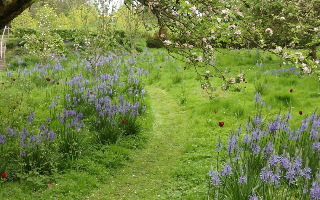 Kiftsgate court gardens bluebells green grass