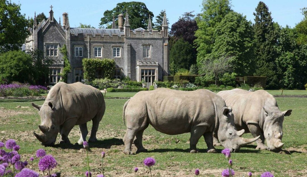 cotswold wildlife park rhinos outside in garden