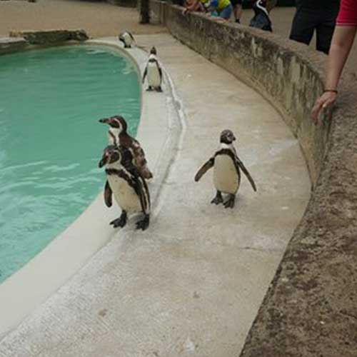 penguins walking around