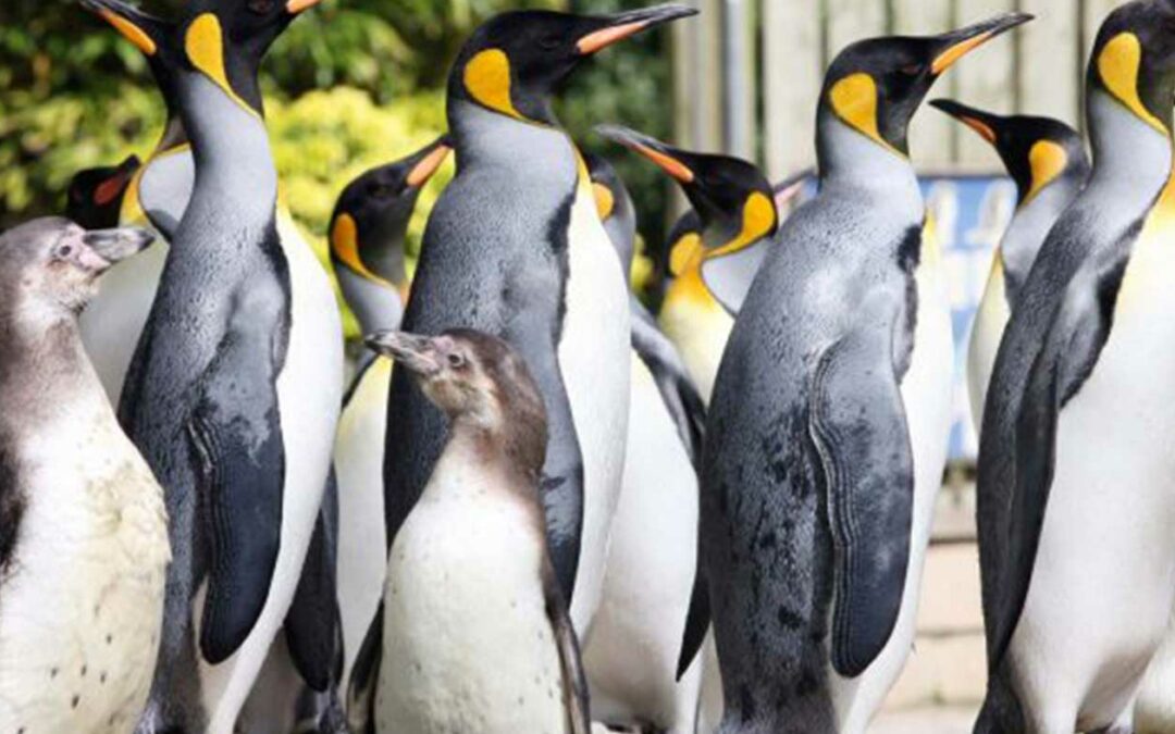 beautiful penguins waling around